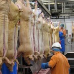 EU pig slaughter figures increased in September abattoir workers