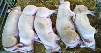 A valuable future for pig carcases? shutterstock_594280463