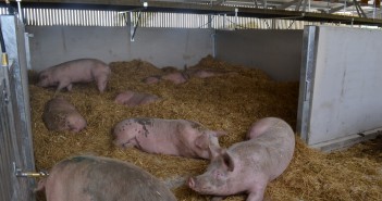 The basics of putting FCR to good use pigs on straw