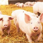 Water’s key role and the need for new tank design pigs on straw