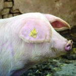 Farmgate pig prices stabilise after volatile few years shutterstock_579448429