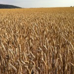 Trouw warns of high mycotoxin levels in crop samples wheat