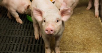 Coming of (weaning) age piglet carg