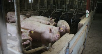 Health breaks, H2O and hard decisions Heyde Hoeve sow barn