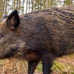 Poland to give army and police powers to cull wild boar wild boar