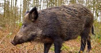 Belgium to cull wild boar to control ASF wild boar