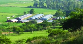 From South Africa with a fresh perspective on pigs Mike Shattock farm 3
