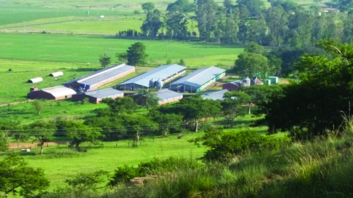 From South Africa With A Fresh Perspective On Pigs Pig World