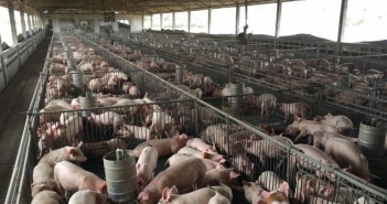Report highlights gap between US-UK pig cost figures large pig farm