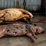 Pig farm in northeast Bulgaria confirms ASF outbreak ASF dead pigs