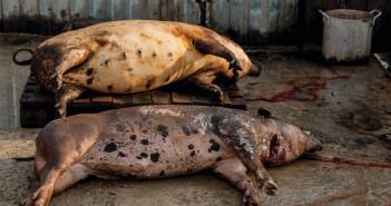 Thinking about ASF and its potential impact has been a valuable exercise ASF dead pigs