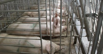 China pork crisis chinese