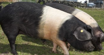 Police officer sacked for stealing from pig breeding club saddlebacks