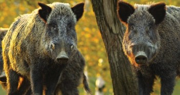 Why African swine fever is a serious threat to the EU pig industry wild boar5