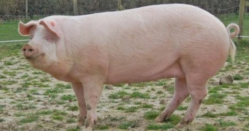 British Landrace and British Lop breeds in danger of extinction Credit: Clare, Robin Wilson