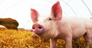 Why method of production labelling should come with a health warning Pig on straw