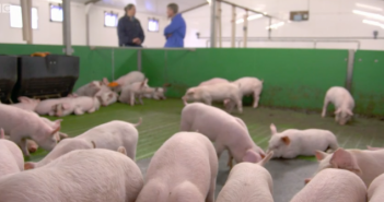 Countryfile explores pig welfare ‘contradiction’ Screen Shot 2018-04-16 at 11.04.59