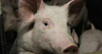 Uncertainties threaten optimism in global pork trade – Rabobank Weaner