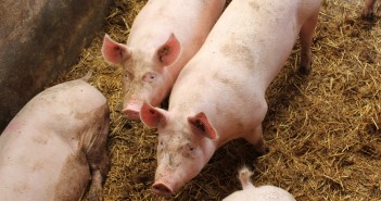 An analytical approach gilts d goodier