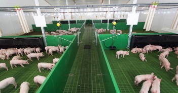 Keeping pigs in their comfort zone Comfort zone 4A2A8625_preview