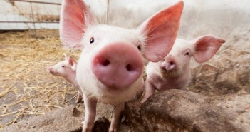 Argentinian visit shows us what can be achieved Piglet on pig farm staring into camera