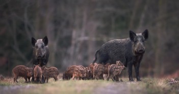 NPA seeking cohesive plan to control Forest of Dean feral pigs Feral pigs