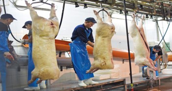 Majors continued to cut kills abattoir workers 3