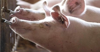 Untapped potential in pig water systems pig drinking