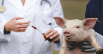 Healthy livestock is the cornerstone of the future sustainability Pig-injection