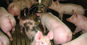 Russian Government goes all in with pig projects Finishers_feeding-702x336