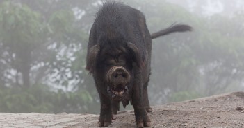 China steps up surveillance after African swine fever outbreaks Pig over mist in Yuanyang