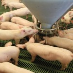 Why the lessons of the past will help us prepare for the hard times ahead Piglets in weaner accommodation