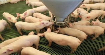 Why the lessons of the past will help us prepare for the hard times ahead Piglets in weaner accommodation