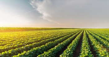 NPA joins forces with other organisations to seek sustainable soya sourcing Agricultural soy plantation on sunny day - Green growing soybea