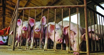 Chinese pig herd shows strong signs of recovery shutterstock_233976988