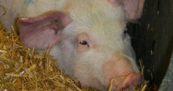 Let’s hope for a better 2019 after a terrible year in pigs African swine fever symptoms