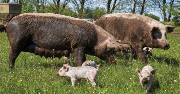 Being an organic farmer means everything – but it’s also a business PrebenFrastrup comment