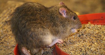 Keeping on top of rodent infestations