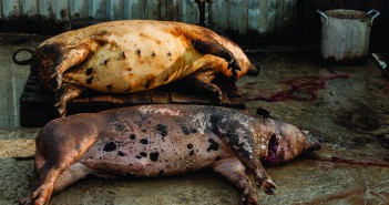 North Korea takes emergency steps to stop spread of ASF ASF pigs
