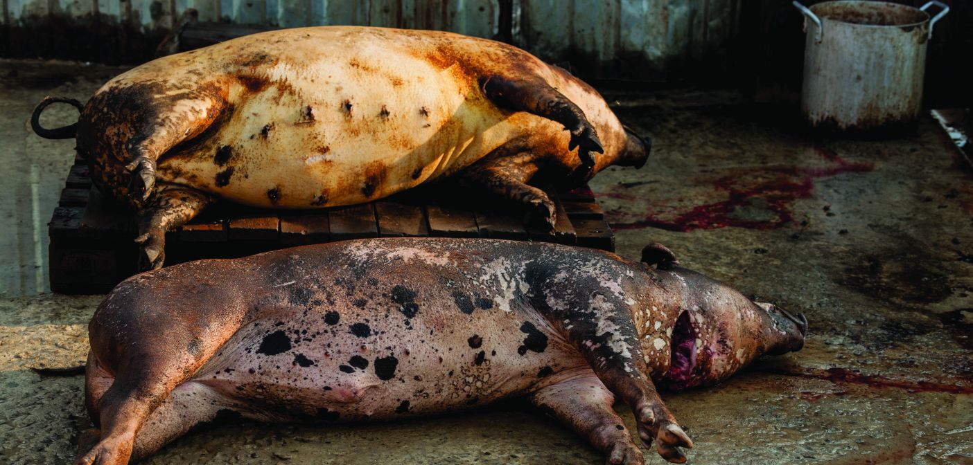 How Asia S African Swine Fever Crisis Is Transforming The Global
