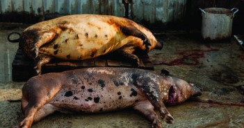 Heightened fears over ASF prompts Thailand cull ASF pigs