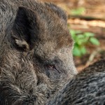 15,000 pigs to be culled as swine fever spreads in Japan hunting boar in forest in case of swine fever