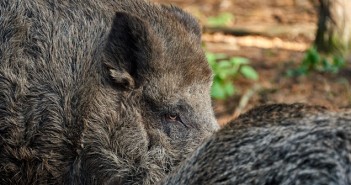 15,000 pigs to be culled as swine fever spreads in Japan hunting boar in forest in case of swine fever