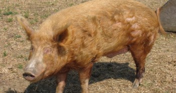 BPA announces new chairman Duroc Boar