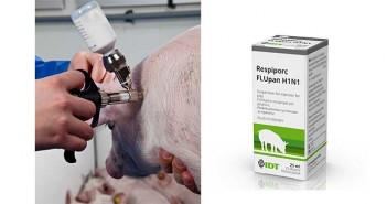 New vaccine protects pigs against pandemic flu strain Respiporc FLUpan H1N1
