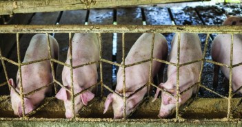 Chinese pig prices surge as ASF hits production China pigs