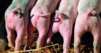 Tackling Tail Biting – Why you need to show evidence you are addressing the problem pig tails