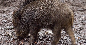 Almost 5,000 wild pigs taken out in Australian pest control shoot Pig 2