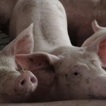 Finished pig prices up, but rising costs limit margin gains Finisher pigs