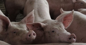 Minimising the risks – control the controllables Finisher pigs